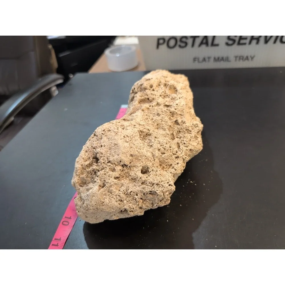 Coral Reef Cluster Specimen - 10